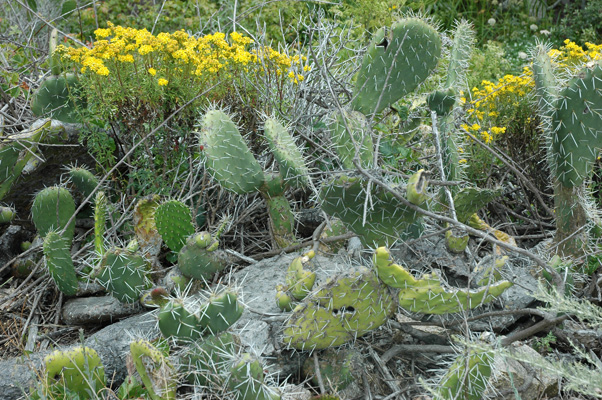 Soberanes Canyon 019.jpg